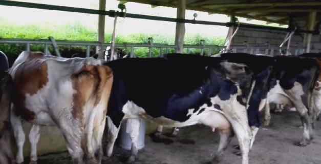 Feproagro: falta de combustible desploma 60% de la producción de carne y lácteos