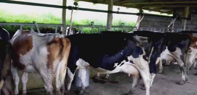 Feproagro: falta de combustible desploma 60% de la producción de carne y lácteos