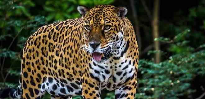 ONG: Deforestación del Amazonas amenaza la existencia del jaguar