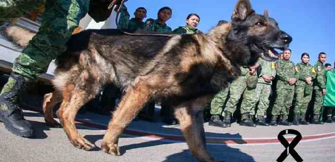 México | Ejército rinde homenaje a Proteo, el perro que murió en Turquía