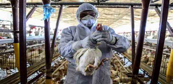 Argentina decreta emergencia sanitaria por un caso de gripe aviar en el norte