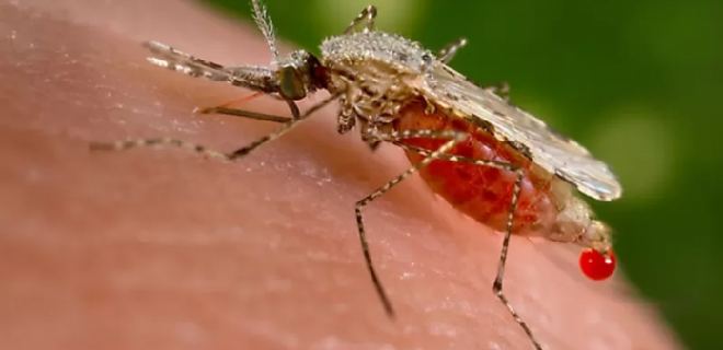 Venezuela anuncia refuerzo en cerco epidemiológico contra la malaria
