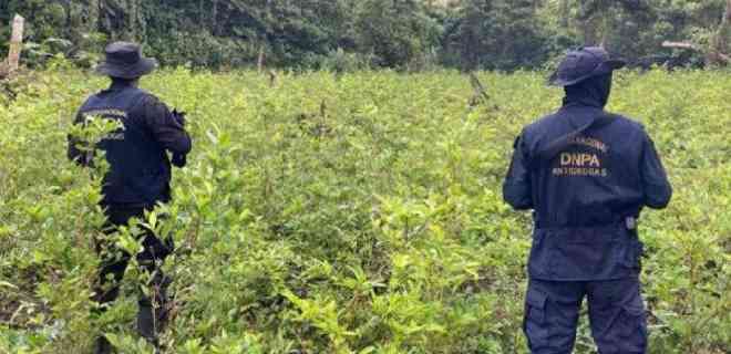 Honduras halla más de un millón de arbustos de coca en Parque Nacional Patuca