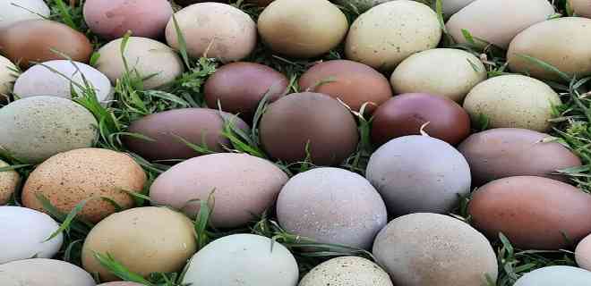 ¿Por qué los huevos son de diferentes colores?