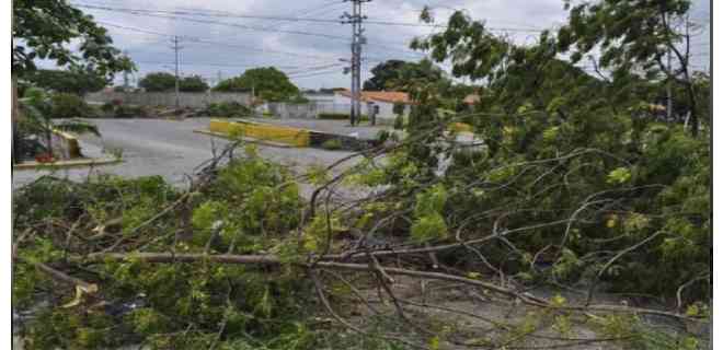 Maracaibo | Tala de árboles contradice funciones de Hidrolago