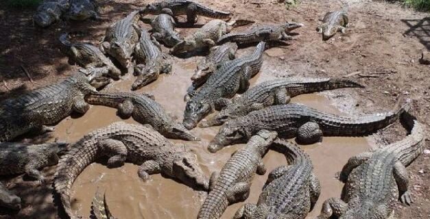 Camboyano murió despedazado por 40 cocodrilos