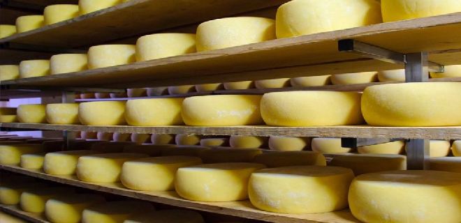 Cavilac: 90 % de la leche que se produce en el país se usa para elaborar queso