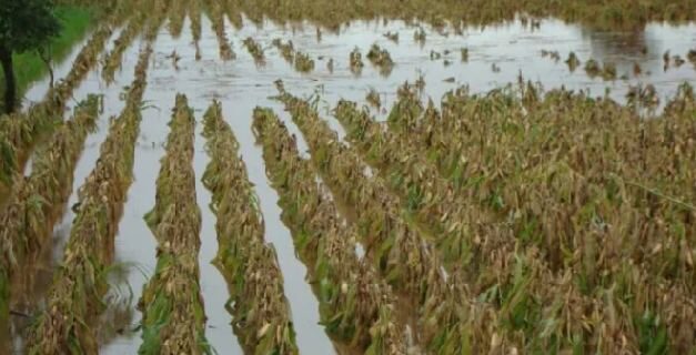 Onda tropical produce graves afectaciones en cultivos de maíz y arroz