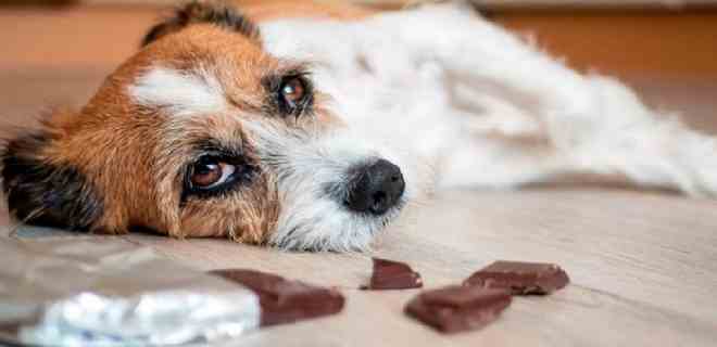 ¿Sabías qué los perros no pueden comer chocolate?