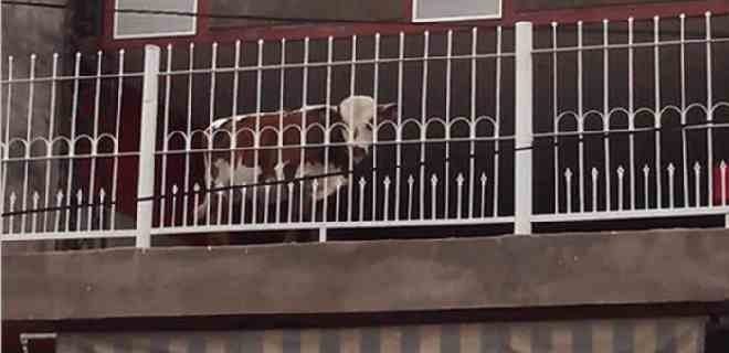 Chino decidió criar vacas en su balcón