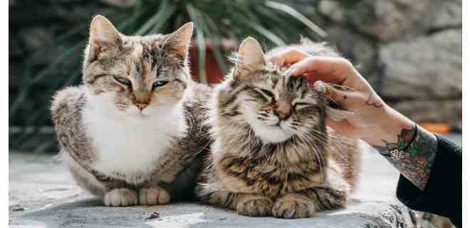 Pareja británica ofrece 65.500 euros al año por cuidar a sus gatos