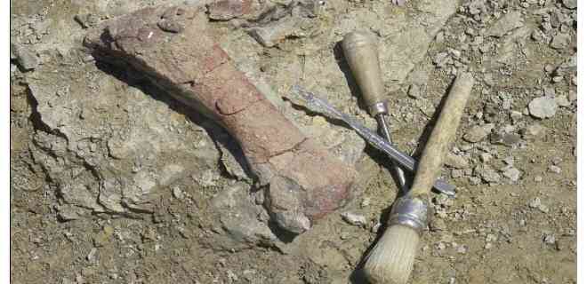 Hallan los restos de un cementerio prehistórico de elefantes