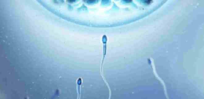 Nueva técnica mejora la movilidad de los espermatozoides humanos