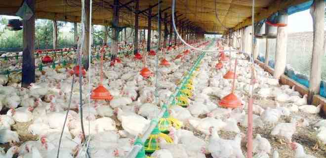 Consumo per cápita de pollo está en 27 kilos por persona al año
