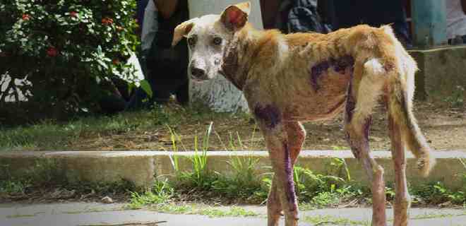 Ministerio Público establece penas para los delitos por maltrato animal