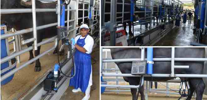 Cortes de luz compromenten la producción láctea en Táchira