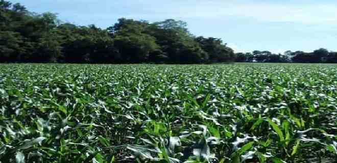 Productores de Portuguesa se preparan para nuevo ciclo de siembra de maíz