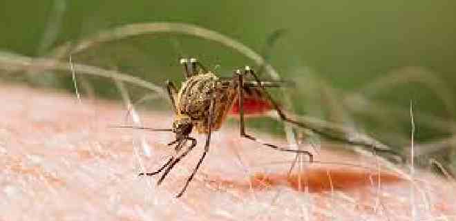 ONG: Los casos de malaria se triplicaron en el Alto Orinoco