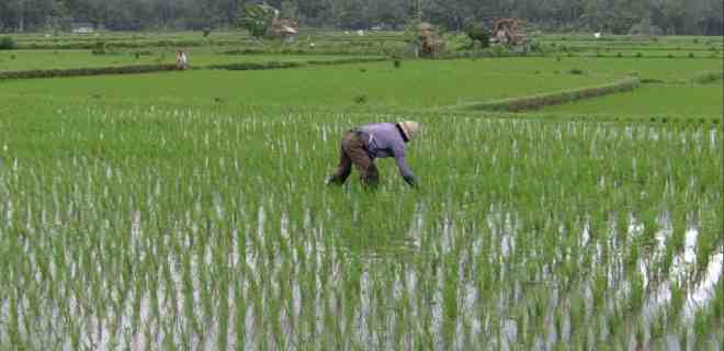 Alcanzan récord de cosecha de arroz en Guárico